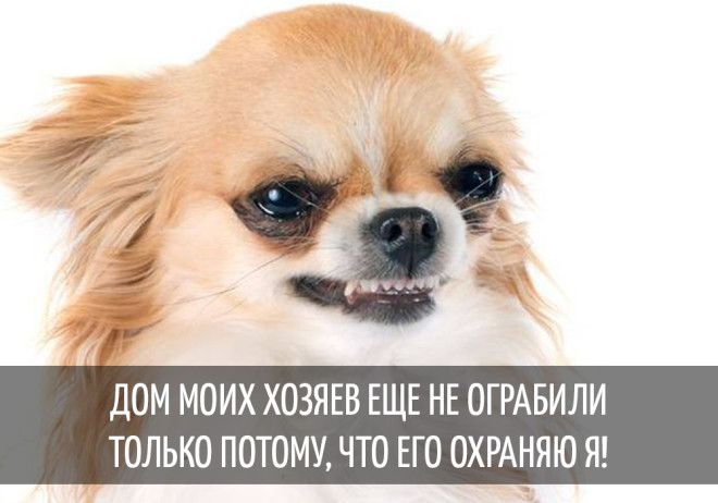15 забавных мыслей, которые наверняка посещали каждую собаку 15 забавных мыслей, которые наверняка посещали каждую собаку