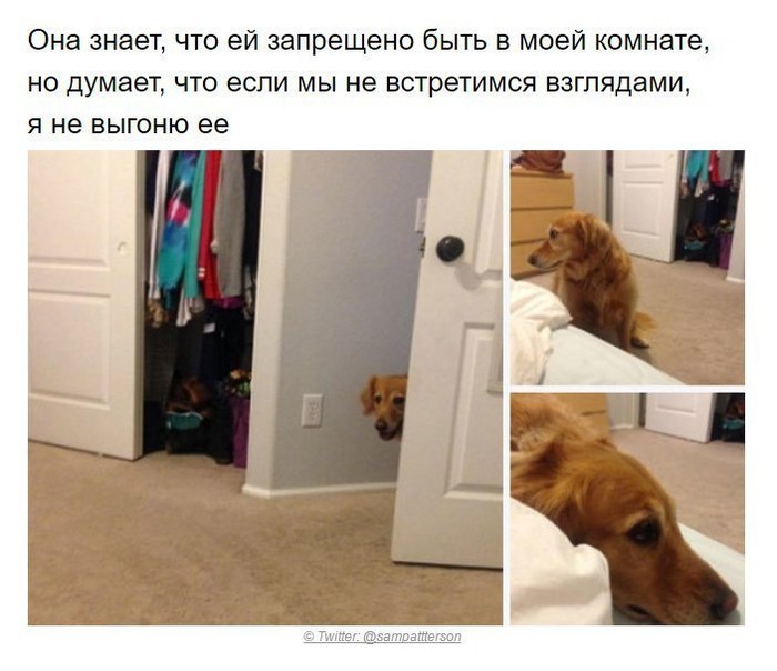 Собаки, которые поняли эту жизнь Собака, хитрые твари, длиннопост