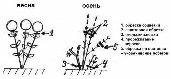 obrezka