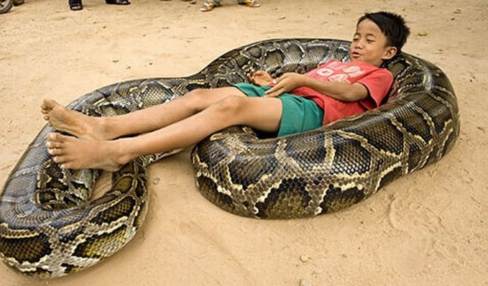 Питон растет вместе с мальчиком. | Фото: xoxma.org. Питон растет вместе с мальчиком. | Фото: xoxma.org.