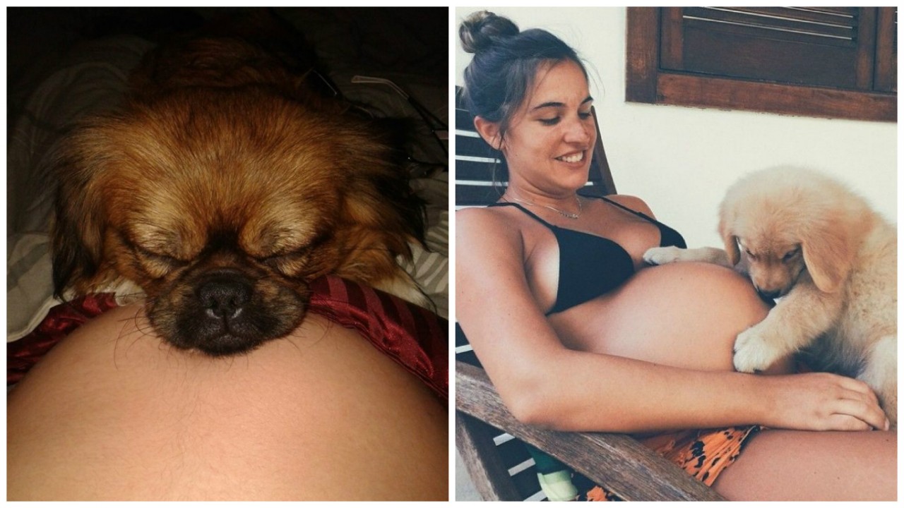 15 собак, которые очень ждут пополнения вместе с родителями 15 собак, которые очень ждут пополнения вместе с родителями