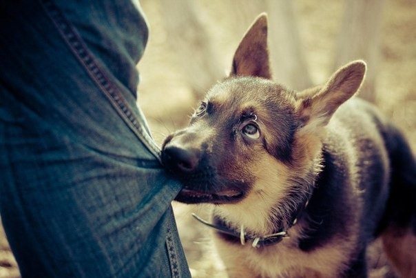 Факты о самых умных животных Факты о самых умных животных