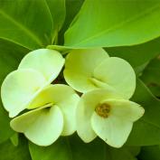 Молочай Миля (Euphorbia milii) Молочай Миля (Euphorbia milii)