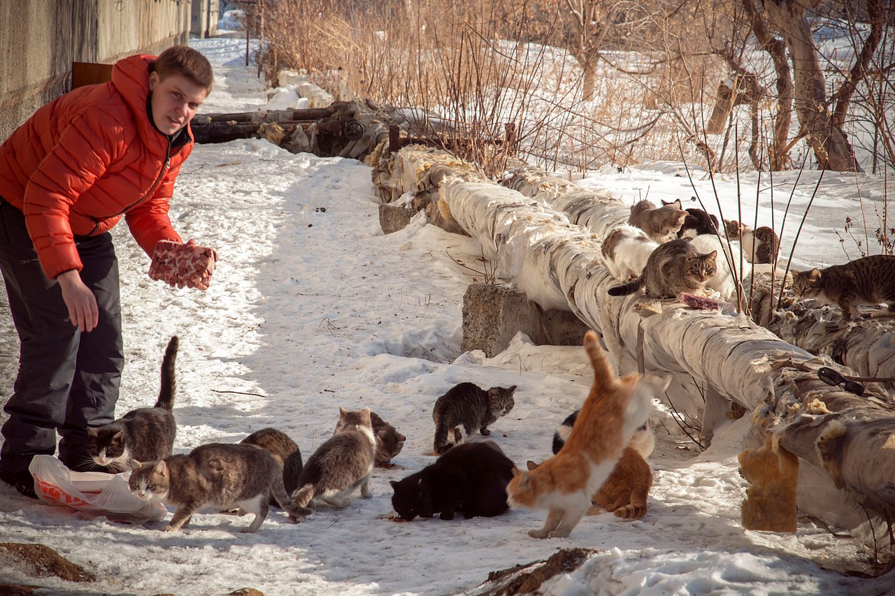 Кормление бездомных кошек