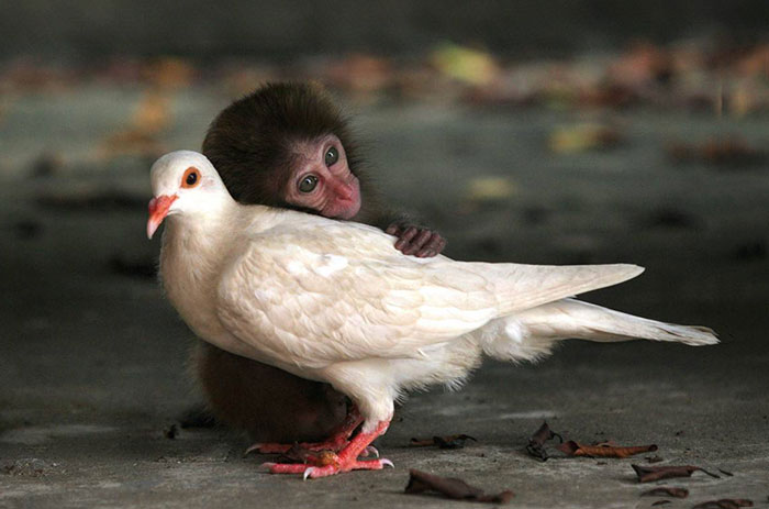 unusual-animal-friendship-monkey-pigeon__700