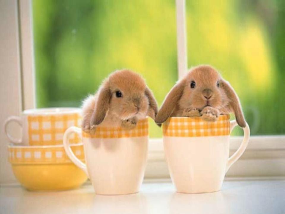 Крольчата (18 фото)