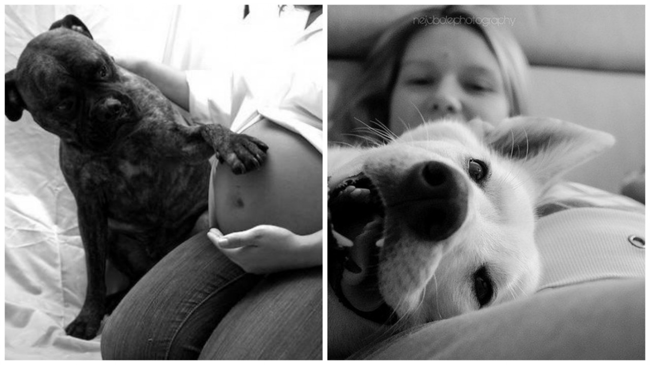 15 собак, которые очень ждут пополнения вместе с родителями 15 собак, которые очень ждут пополнения вместе с родителями