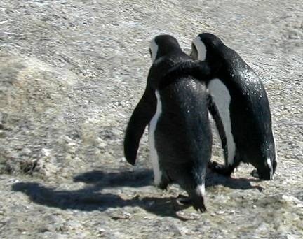 Самые смешные фото пингвинов