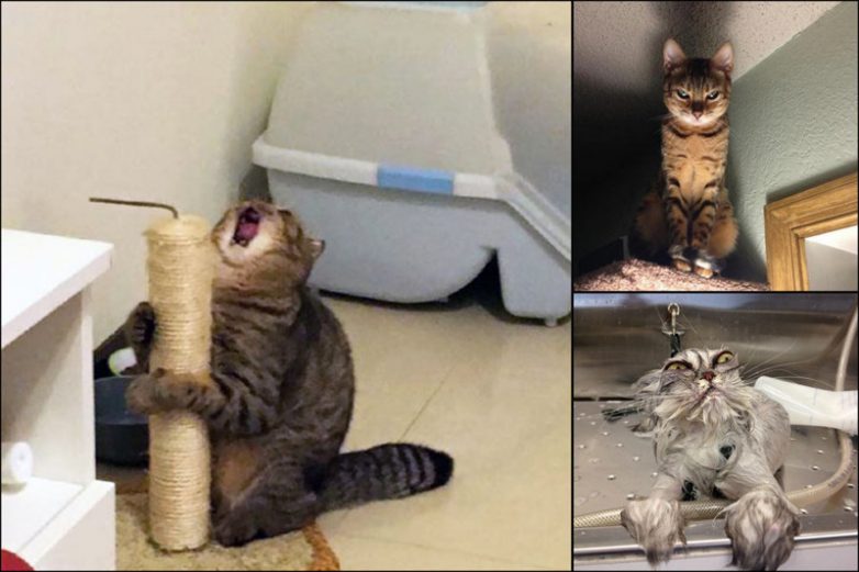 Коты - натуральные актёры Коты - натуральные актёры