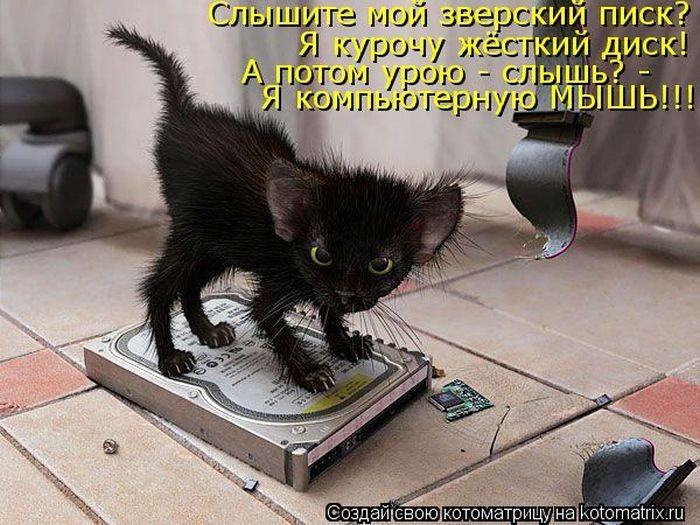 Без кота жизнь не та (50 фото ) Без кота жизнь не та (50 фото )