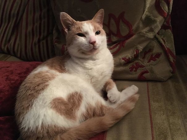 Кот, полный любви Кот, полный любви животные, забавно, коты, кошки, неожиданно, окрас, окрас кошек, фото