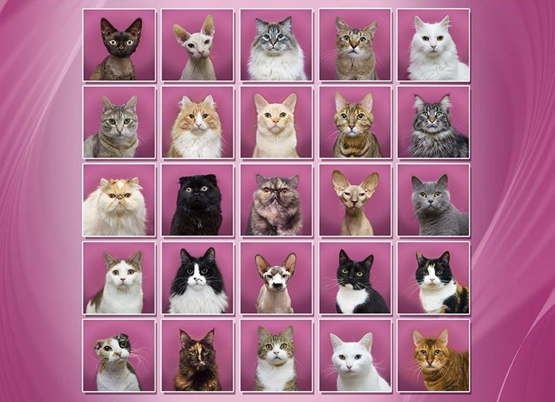 Эрмитажные коты выбрали себе президента коты, питер, событие, факты, юмор