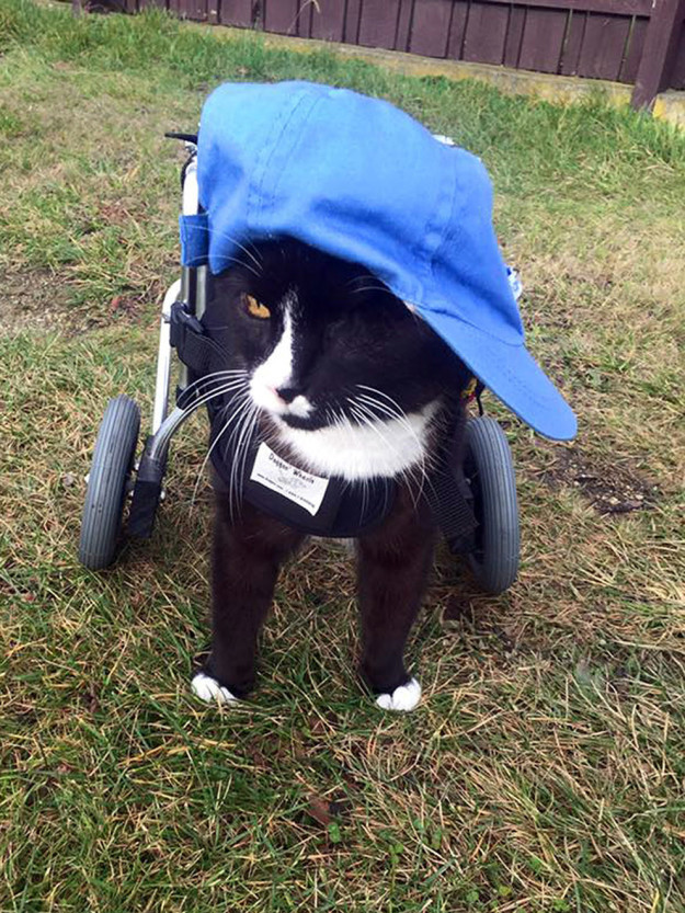 Этот кот-инвалид - воплощение воли к жизни! животные, жить полной жизнью, здоровье, кошки
