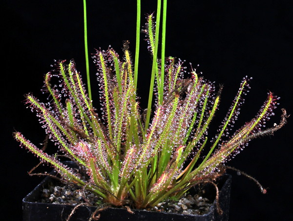 https://www.carnivorousplants.org/sites/default/files/images/GrowingGuides/D_hybrida.jpg