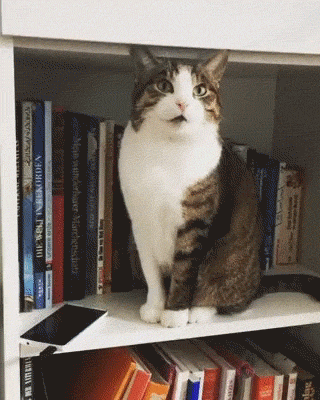 GIF-доказательство, что коты - чертовски весёлые ребята GIF коты юмор