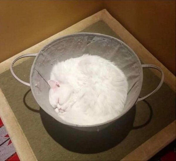 20+ котов-преступников, которых мы уже простили 20+ котов-преступников, которых мы уже простили