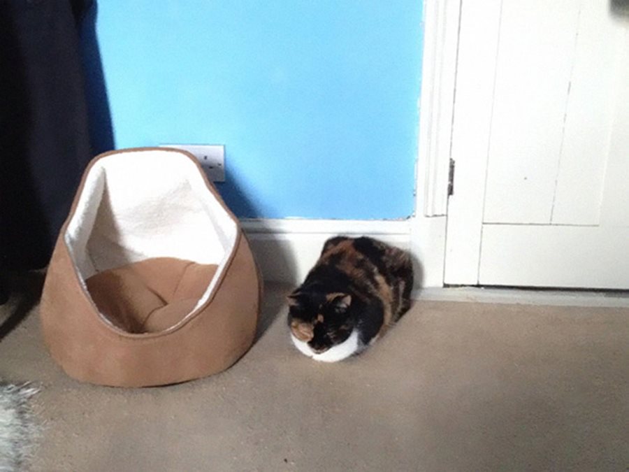 Кошачья логика Кошачья логика