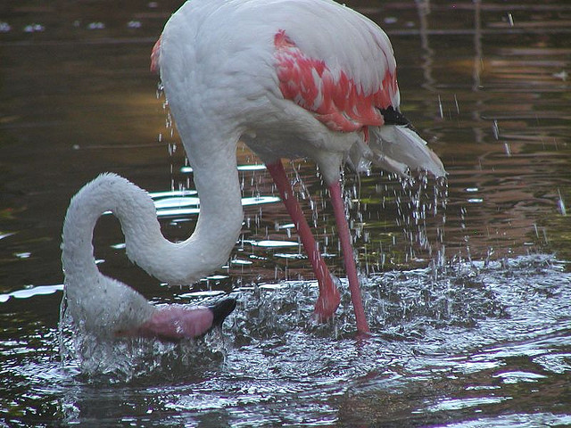 Фламинго аргентина, бразилия, водопады
