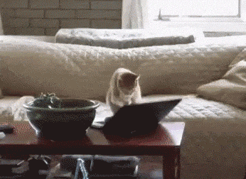 GIF-доказательство, что коты - чертовски весёлые ребята GIF коты юмор