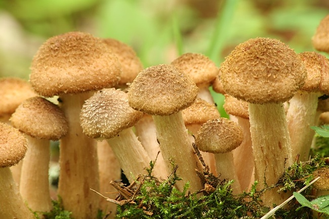 Как растут грибы? Потрясающе!