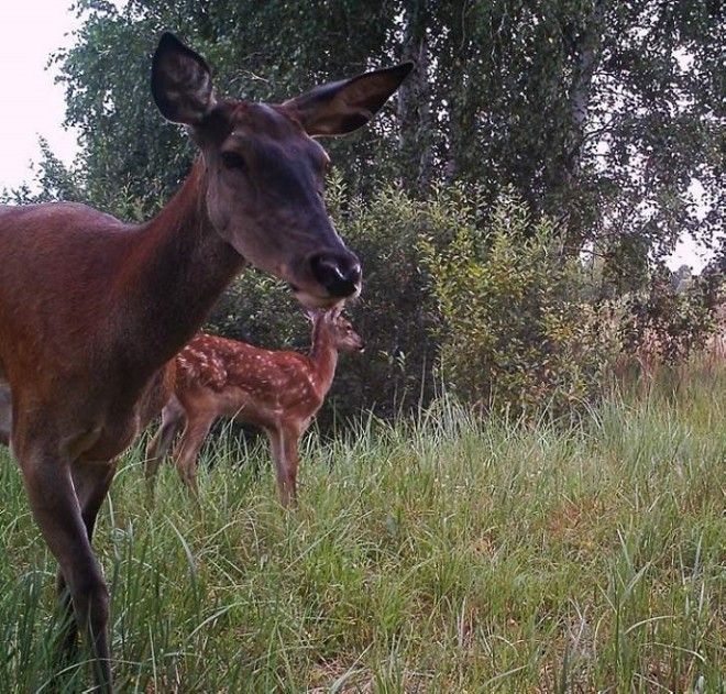 15 фото животных которые вновь обживают Чернобыль