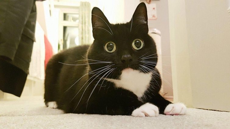 Кошка, которая в шоке от всего