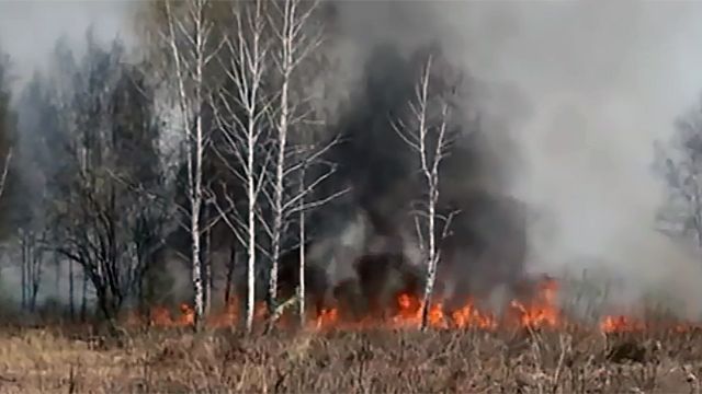Власти Приморья: Для тушения лесов не хватает денег