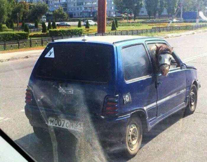 Автомобильный юмор (43 фото) Автомобильный юмор (43 фото)