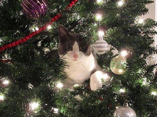 Коты и елка Коты и елка
