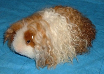 7 жутких тварей, когда-либо выведенных человеком 