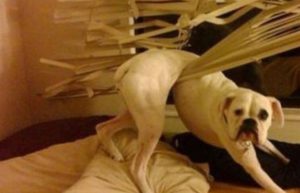 Smotryat-v-okno Чем занят пёс, когда хозяина нет дома