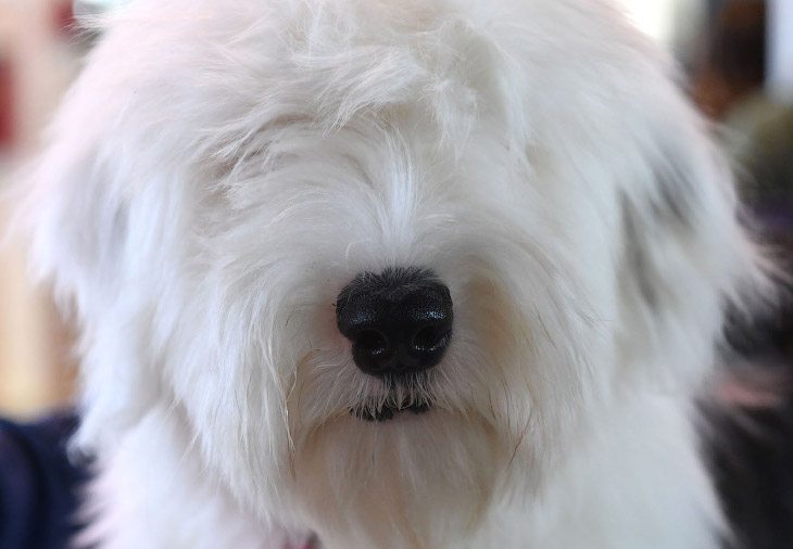 Выставка собак Westminster Kennel Club 2019