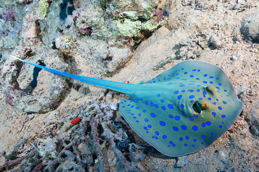 Подводный мир Красного моря Подводный мир Красного моря