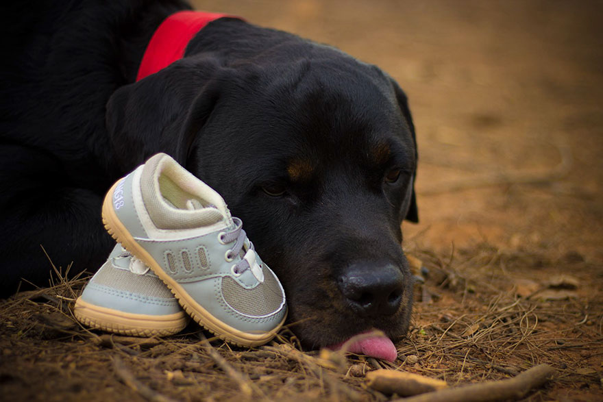 pregnant-couple-dogs-photoshoot-4