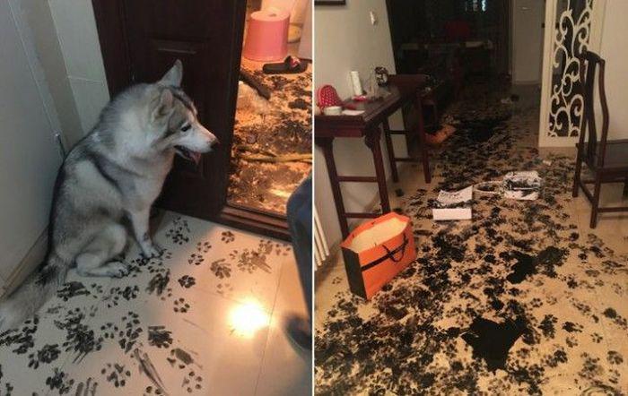 Вы не узнаете, сколько в вашем доме всего съедобного, пока не заведете питомца Вы не узнаете, сколько в вашем доме всего съедобного, пока не заведете питомца