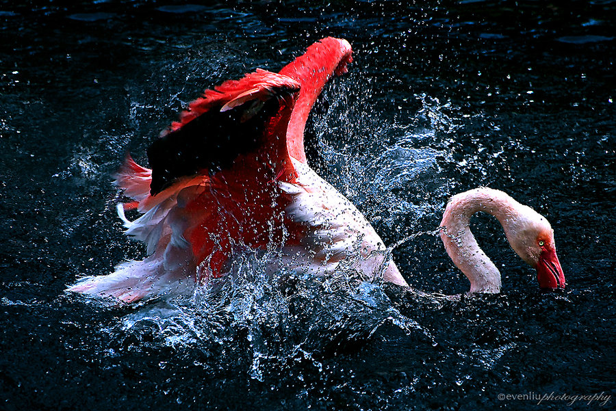 flamingo bath by evenliu