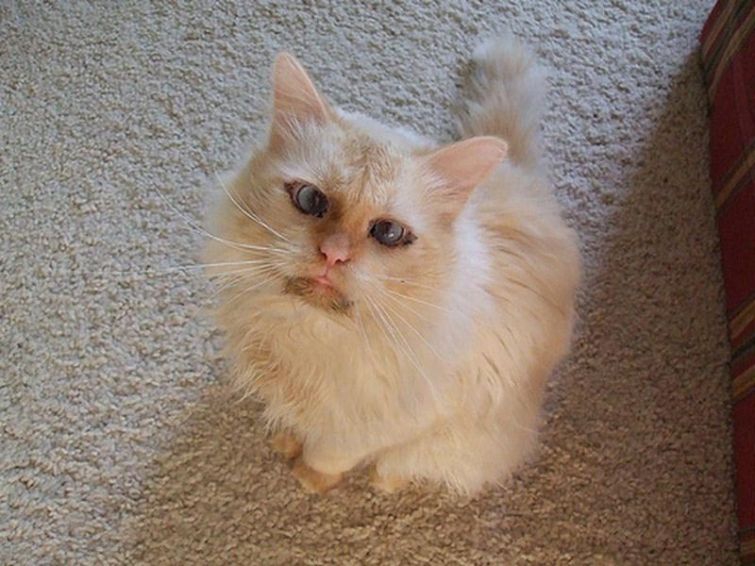 Милейшие косоглазые коты, чей изъян делает их уникальными Милейшие косоглазые коты, чей изъян делает их уникальными животные, косоглазые коты
