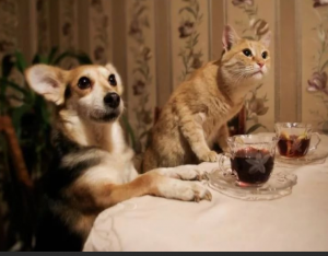 Кошка и гости Кошка и гости