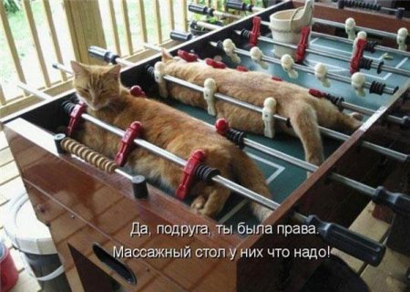 Смешные картинки о животных с подписями.