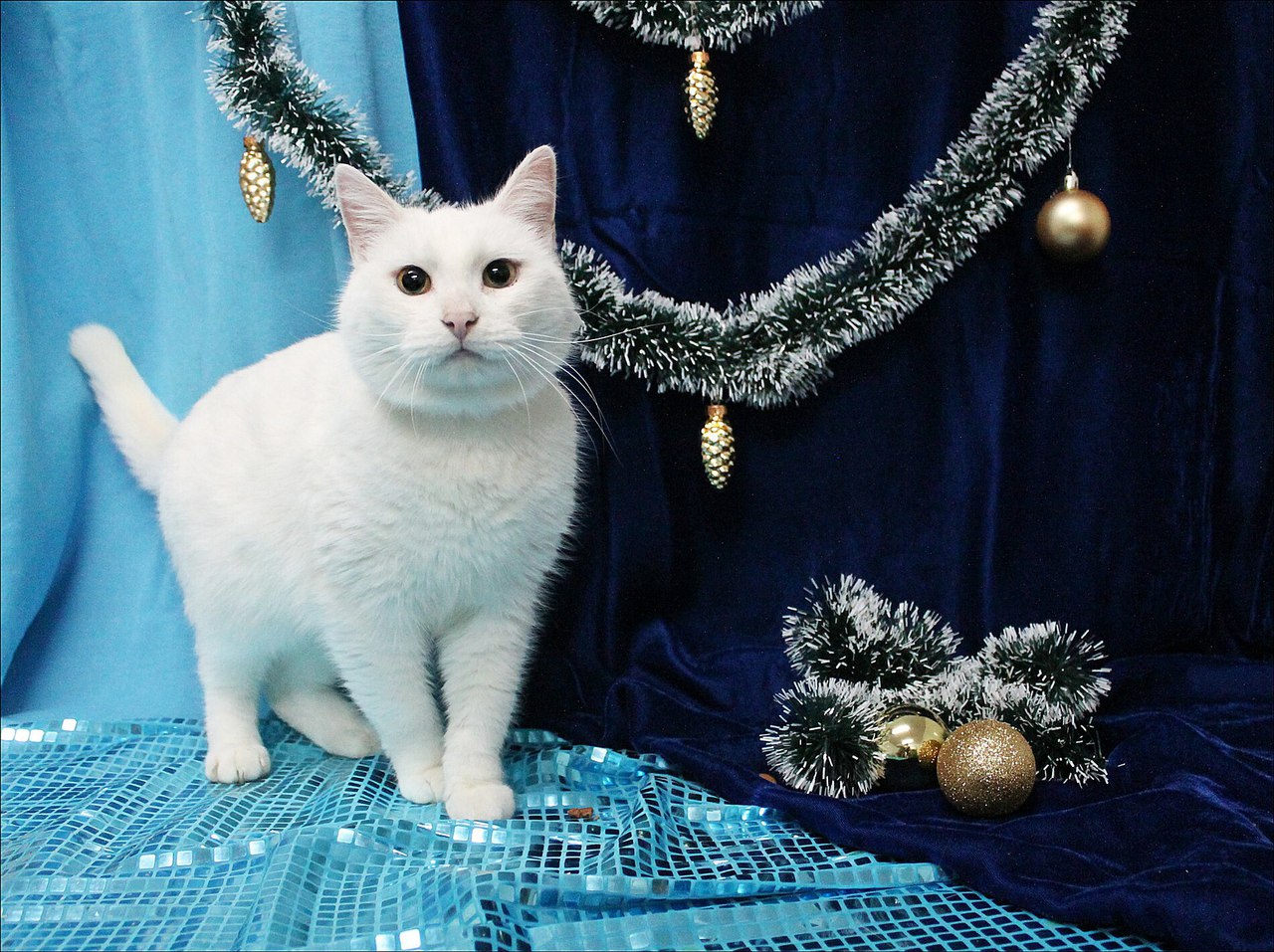 Королевская нежность! Королевская нежность!