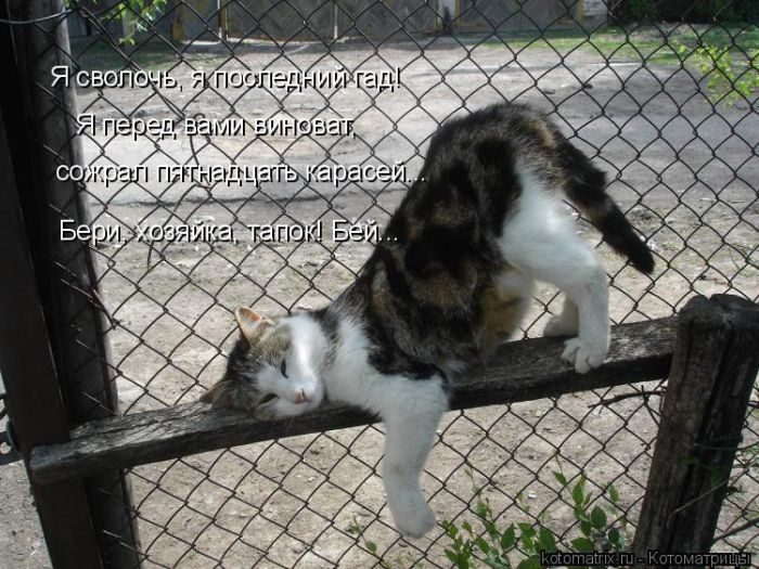 Самые весёлые котоматрицы)) Самые весёлые котоматрицы))