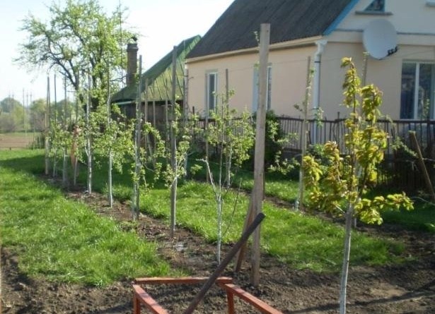 Разумная экономия площади на дачном участке или как сад превратить в огород Разумная экономия площади на дачном участке или как сад превратить в огород