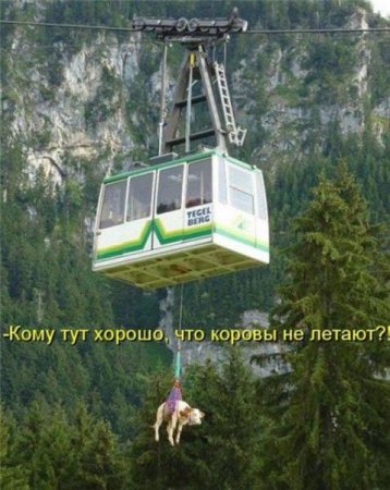 Смешные картинки о животных с подписями.