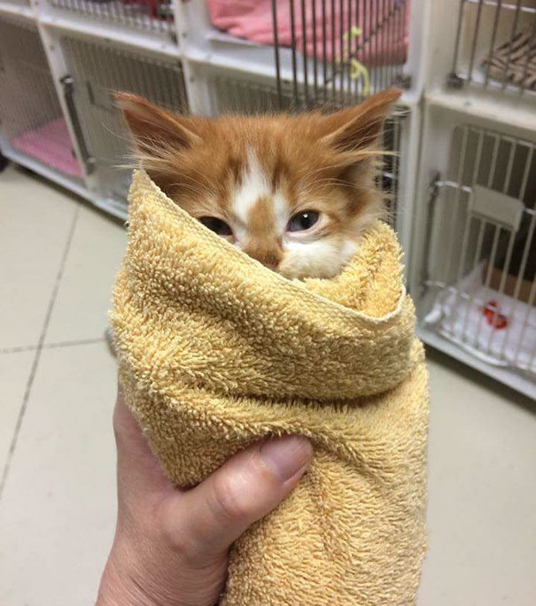 Без кота и жизнь не та
