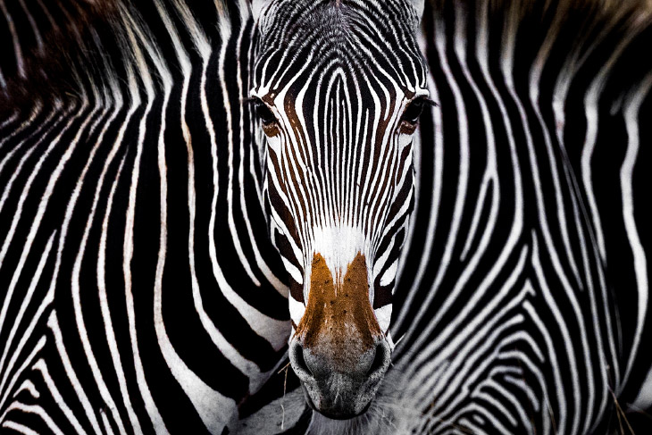 Лучшие фотографии с конкурса Nature Conservancy