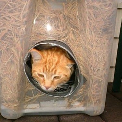 Фото: worldsbestcatlitter.com