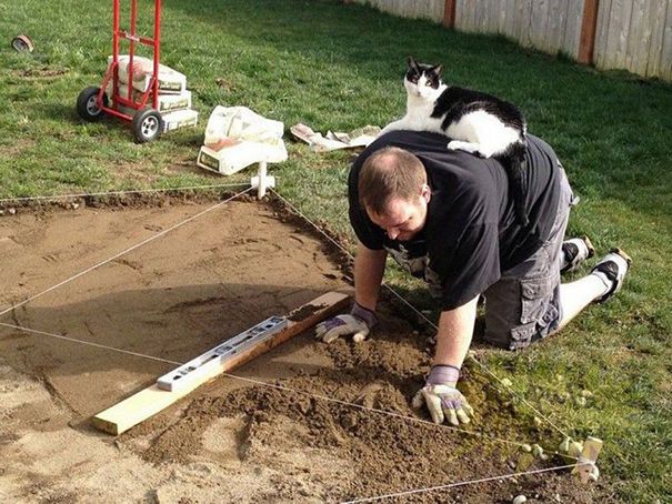 20 кошек, которые плевать хотели на твоё личное пространство 20 кошек, которые плевать хотели на твоё личное пространство