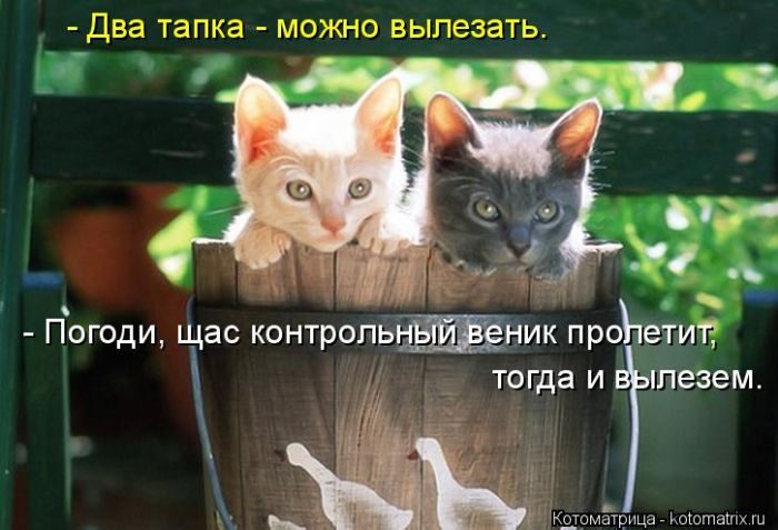 Самые весёлые котоматрицы)) Самые весёлые котоматрицы))