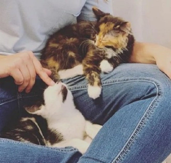 Котята и хозяйка Котята на руках
