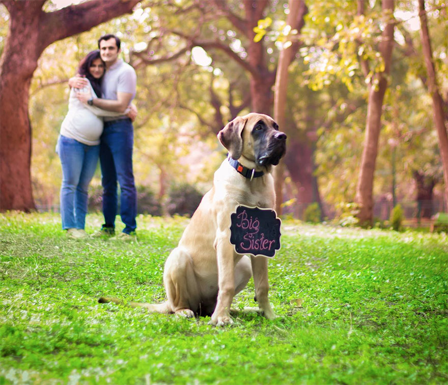 pregnant-couple-dogs-photoshoot-6